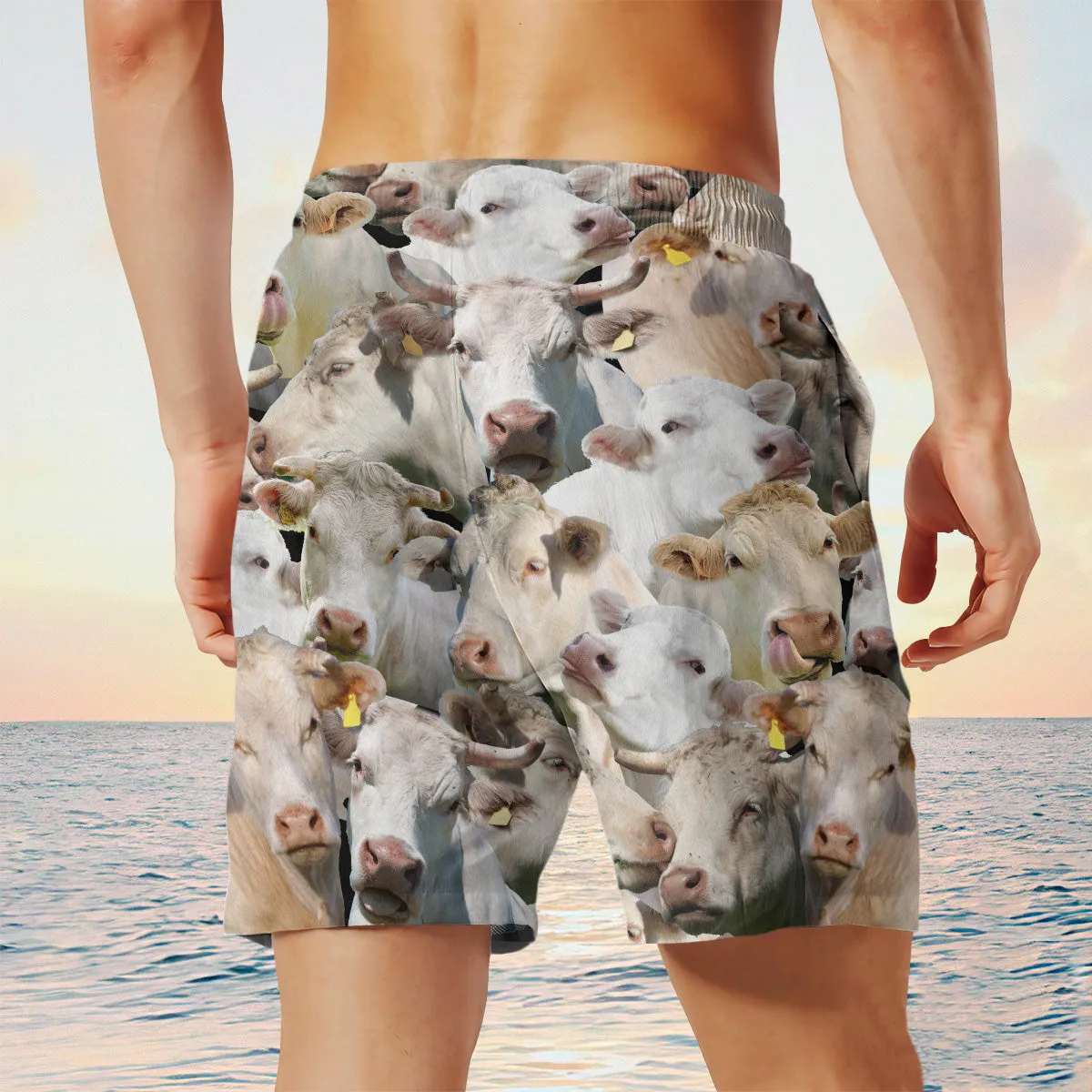 charolais  Herd Shorts